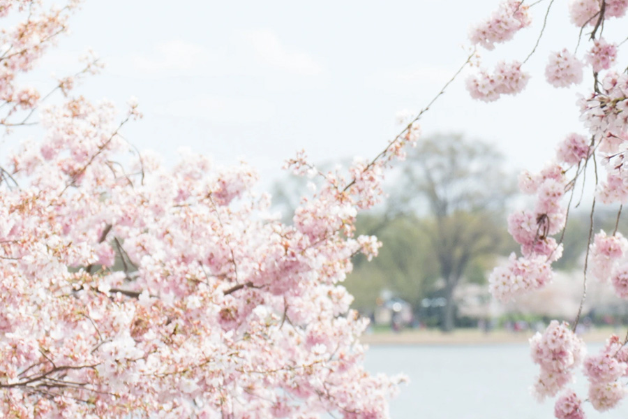 pink flowers