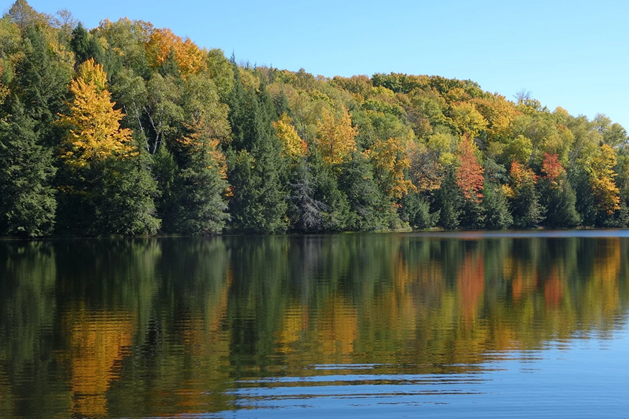 lake treeline