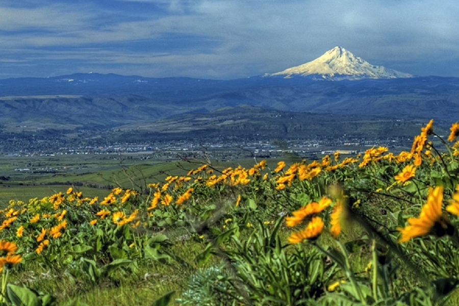 field with mount fiji in background