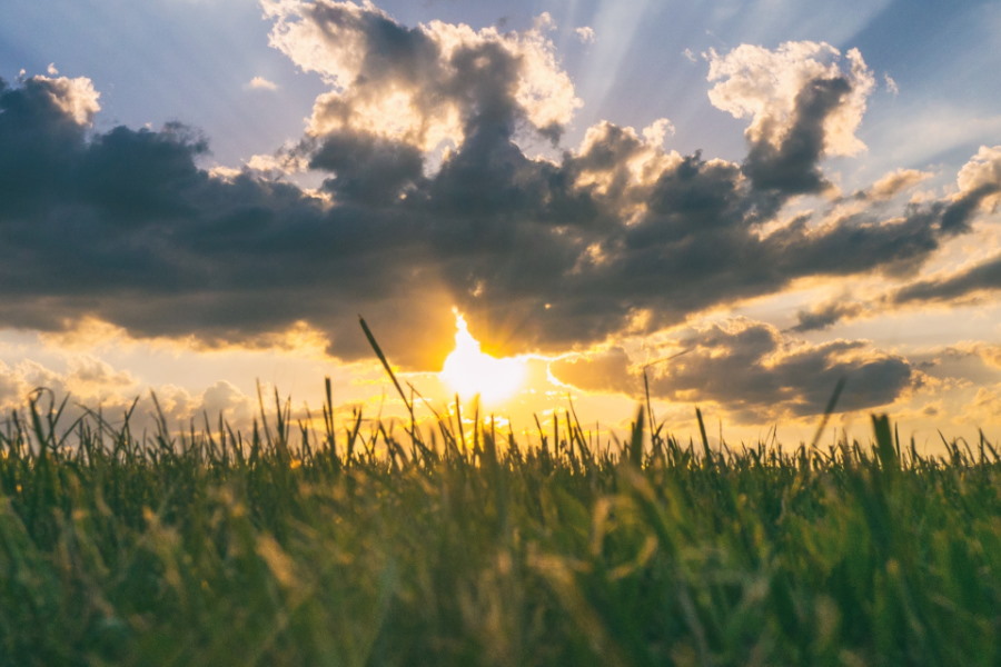 grass with sunshine