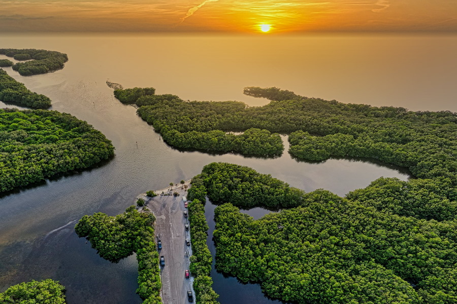 green trees on island sunset