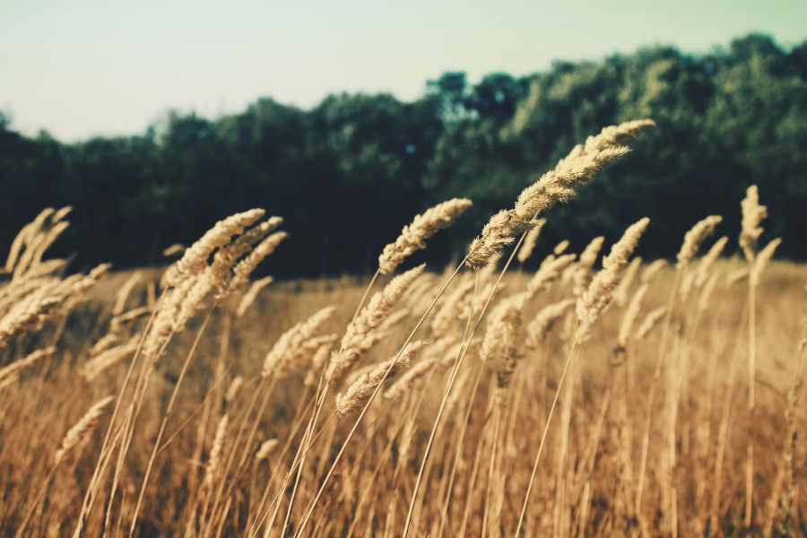 wheat blowing in the wind