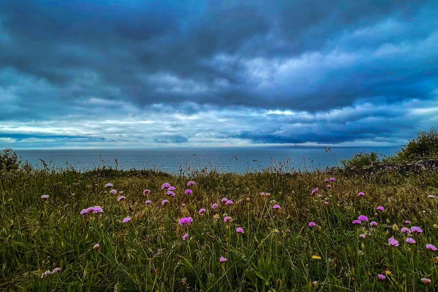 summer storm with grass and flowers