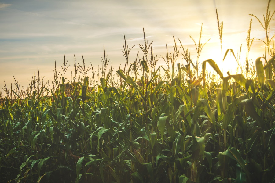 corn field with sun