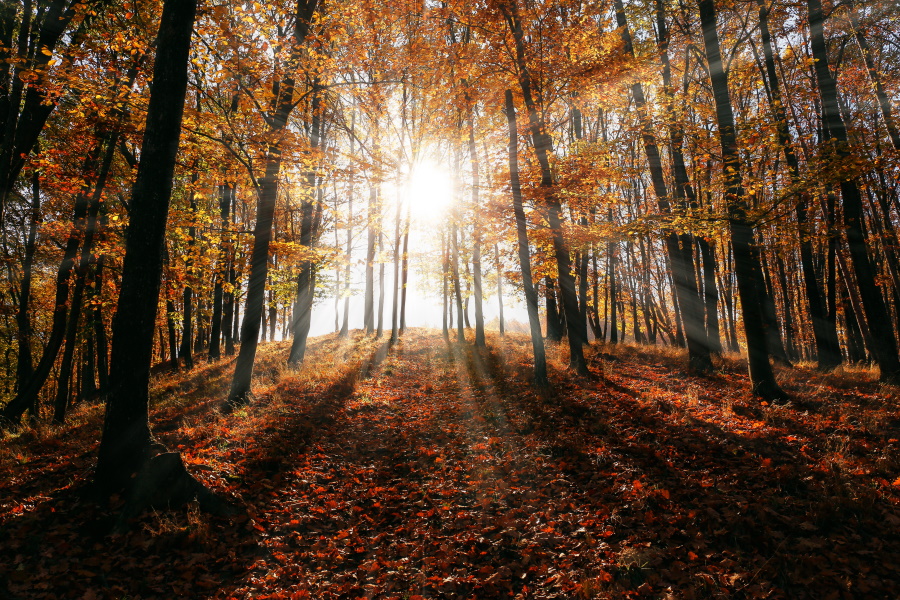 sunrise in fall forest