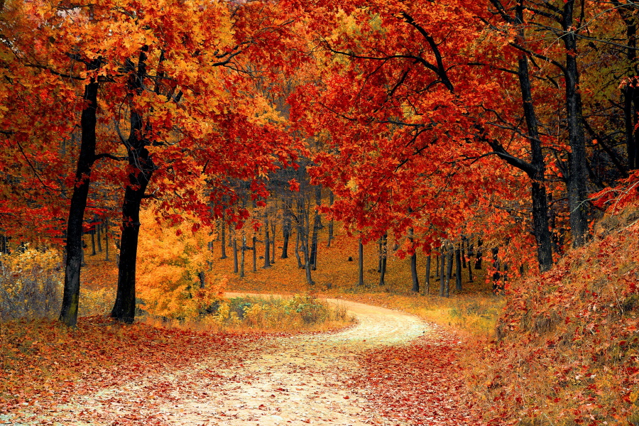 path in fall forest