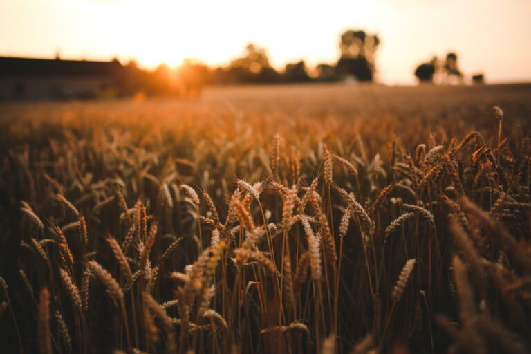 wheat fields at dawn