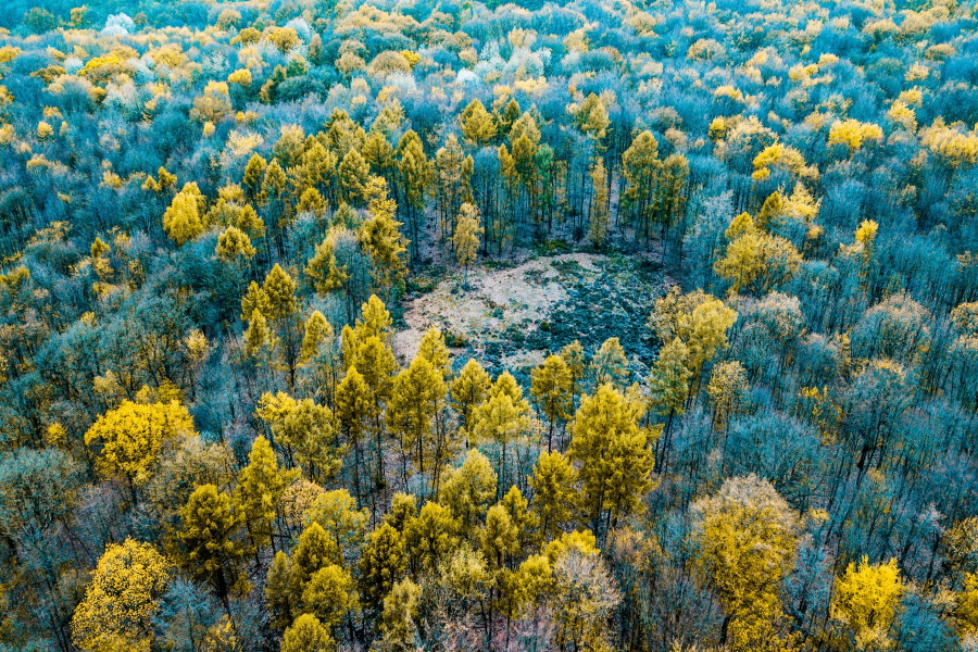 forest clearing