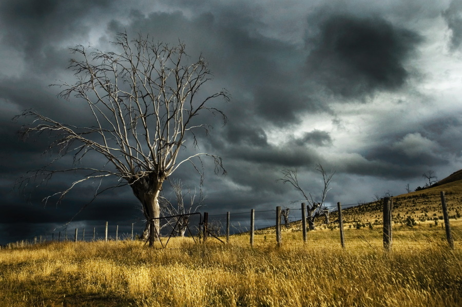 leafless tree before storm