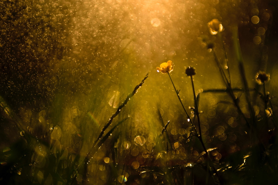 flowers amid sunshower