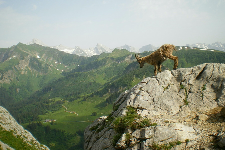 mountain goat on cliff