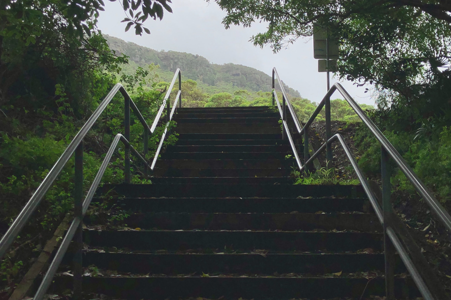 stairs in forest