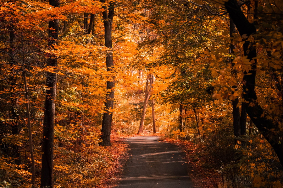 road into autumn leaves